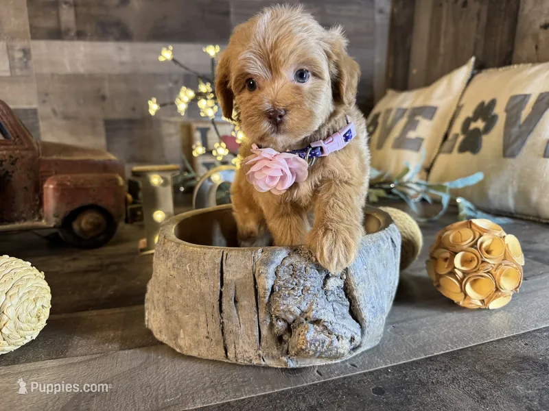Mía  – Maltipoo puppy for sale in San Antonio, TX