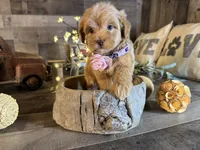 Mía , a female Maltipoo for sale in San Antonio, TX – 1 of 7