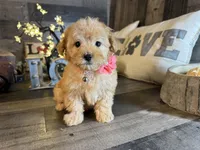 Ana, a female Maltipoo for sale in San Antonio, TX – 4 of 6