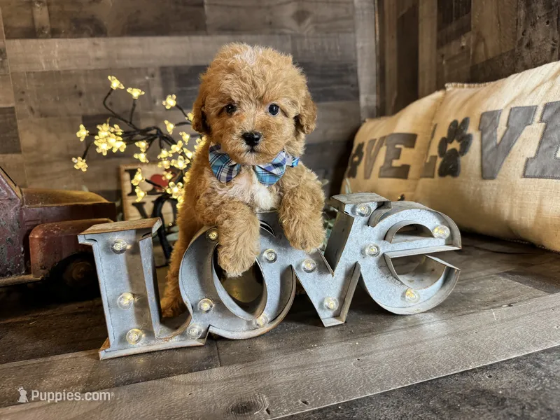 Simba – Maltipoo puppy for sale in San Antonio, TX