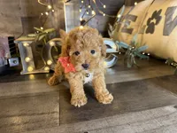 Tiny, a female Maltipoo for sale in San Antonio, TX – 3 of 7