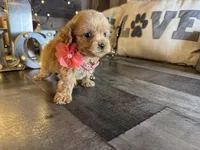 Shine, a female Maltipoo for sale in San Antonio, TX – 5 of 5