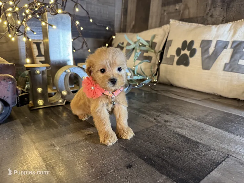 Molly  – Maltipoo puppy for sale in San Antonio, TX