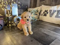 Molly , a female Maltipoo for sale in San Antonio, TX – 1 of 5