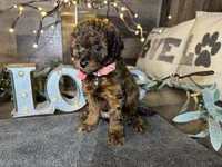 Tiffany , a female Maltipoo for sale in San Antonio, TX – 8 of 9