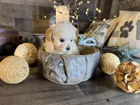 Tiny, a female Maltipoo for sale in San Antonio, TX – 3 of 6