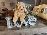 Mini , a female Maltipoo for sale in San Antonio, TX – 4 of 8