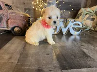 Luna, a female Maltipoo for sale in San Antonio, TX – 3 of 6