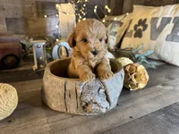 Clifford , a male Maltipoo for sale in San Antonio, TX – 4 of 7