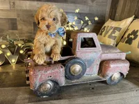 Tom, a male Maltipoo for sale in San Antonio, TX – 2 of 7