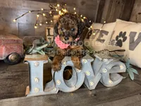 Tiffany , a female Maltipoo for sale in San Antonio, TX – 2 of 5