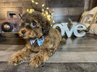 Brownie , a female Maltipoo for sale in San Antonio, TX – 6 of 7