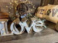Magnus, a male Maltipoo for sale in San Antonio, TX – 5 of 9