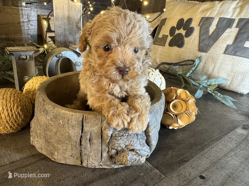 Ariel  – Maltipoo puppy for sale in San Antonio, TX
