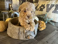 Ariel , a female Maltipoo for sale in San Antonio, TX – 1 of 6