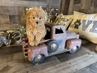 Bella, a female Maltipoo for sale in San Antonio, TX – 7 of 7