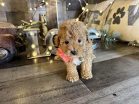 Tiny, a female Maltipoo for sale in San Antonio, TX – 6 of 7