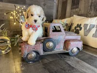 Bear, a male Maltipoo for sale in San Antonio, TX – 3 of 5