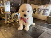 Princess , a female Maltipoo for sale in San Antonio, TX – 3 of 5