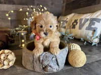 Shimmer, a female Maltipoo for sale in San Antonio, TX – 4 of 7