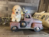 Elsa, a female Maltipoo for sale in San Antonio, TX – 3 of 6