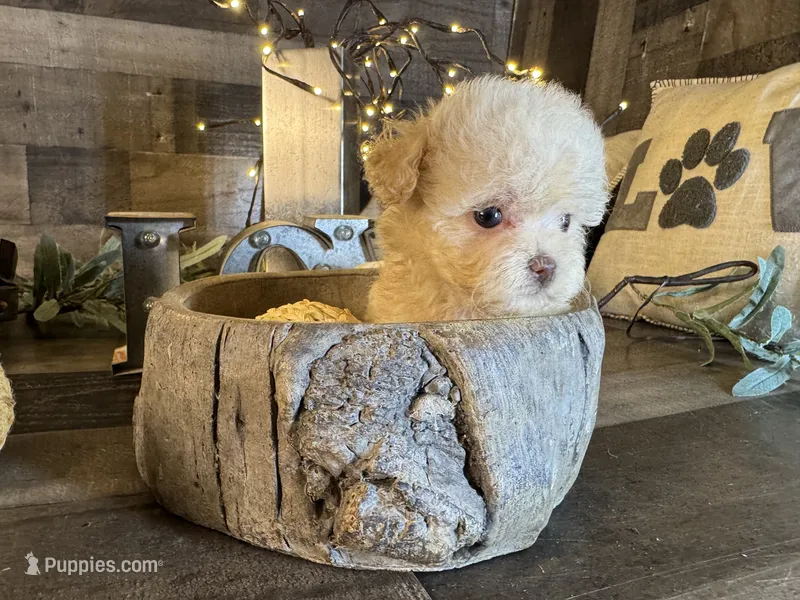 Elsa – Maltipoo puppy for sale in San Antonio, TX