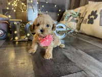 Shine, a female Maltipoo for sale in San Antonio, TX – 2 of 5