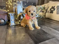 Molly , a female Maltipoo for sale in San Antonio, TX – 5 of 5