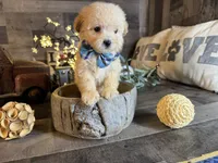 Snoopy, a male Maltipoo for sale in San Antonio, TX – 4 of 6