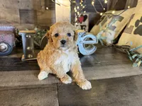 Nala , a female Maltipoo for sale in San Antonio, TX – 7 of 8