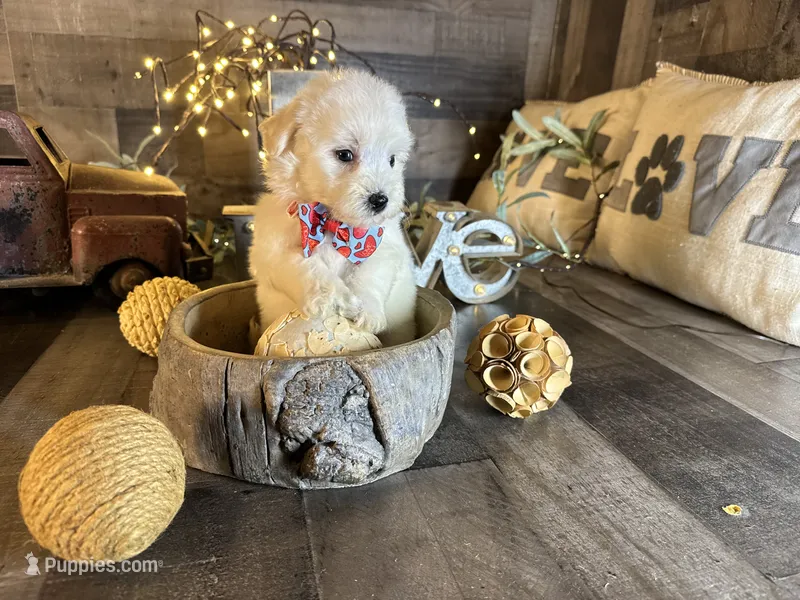 Olaf – Maltipoo puppy for sale in San Antonio, TX