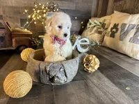 Olaf, a male Maltipoo for sale in San Antonio, TX – 1 of 6