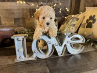 Moana, a female Maltipoo for sale in San Antonio, TX – 7 of 8
