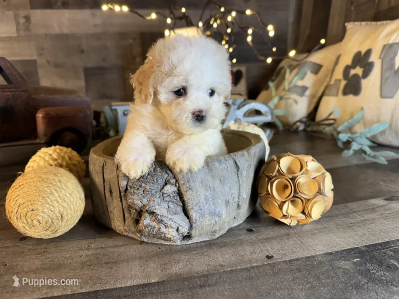 Snoopy  – Maltipoo puppy for sale in San Antonio, TX