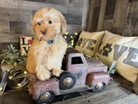 Teddy , a male Maltipoo for sale in San Antonio, TX – 2 of 5