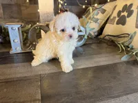 Woody, a female Maltipoo for sale in San Antonio, TX – 5 of 7