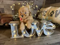 Shimmer, a female Maltipoo for sale in San Antonio, TX – 2 of 7