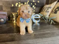 Teddy, a male Maltipoo for sale in San Antonio, TX – 4 of 8