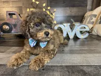 Brownie , a female Maltipoo for sale in San Antonio, TX – 5 of 7