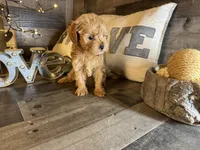 Teddy, a male Maltipoo for sale in San Antonio, TX – Photo 3 of 7