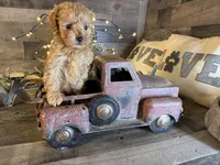 Teddy, a male Maltipoo for sale in San Antonio, TX – Photo 6 of 7