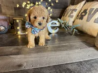 Simba, a male Maltipoo for sale in San Antonio, TX – 3 of 6