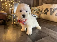 Princess , a female Maltipoo for sale in San Antonio, TX – 2 of 5