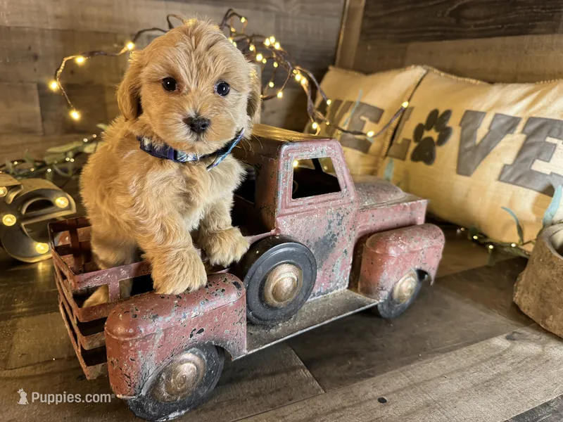Carter  – Maltipoo puppy for sale in San Antonio, TX