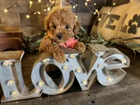 Nala, a female Maltipoo for sale in San Antonio, TX – 2 of 7