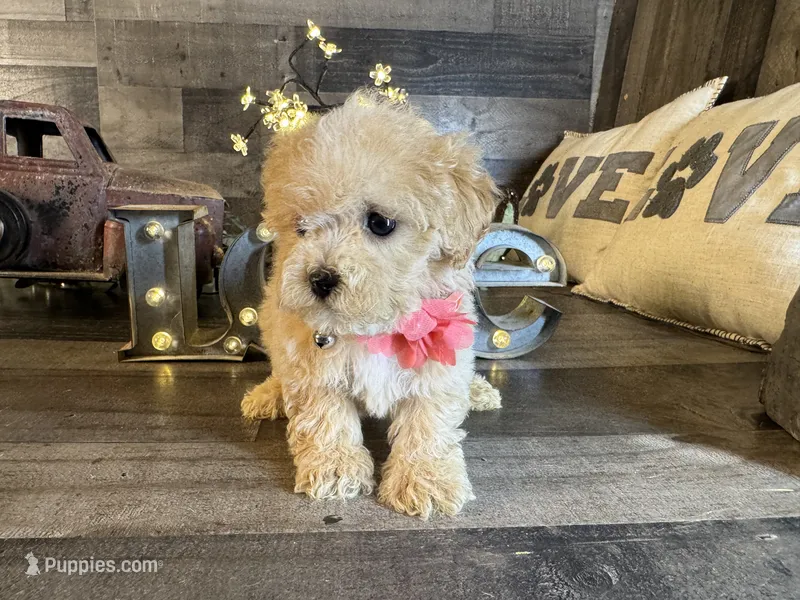 Ana – Maltipoo puppy for sale in San Antonio, TX