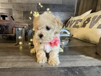 Ana, a female Maltipoo for sale in San Antonio, TX – 1 of 6