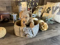 Clifford , a male Maltipoo for sale in San Antonio, TX – 3 of 7