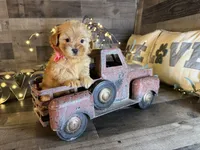 Shimmer, a female Maltipoo for sale in San Antonio, TX – 5 of 7