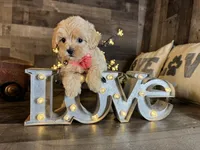 Sassy , a female Maltipoo for sale in San Antonio, TX – 2 of 5